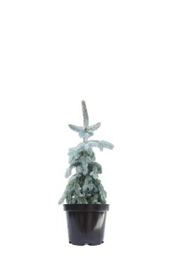 Ель колючая Глаука Пендула на штамбе (Glauca Pendula Pa)