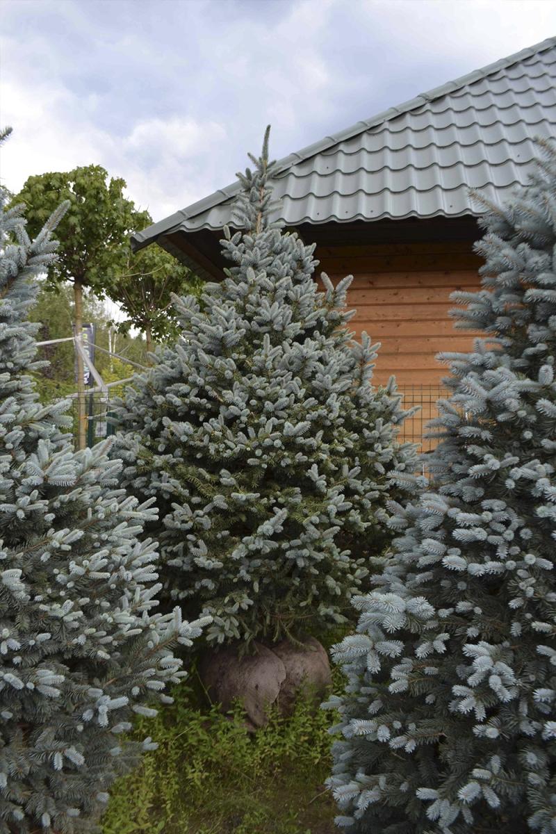Ель колючая Костер (Koster) Ель колючая Костер (Koster)