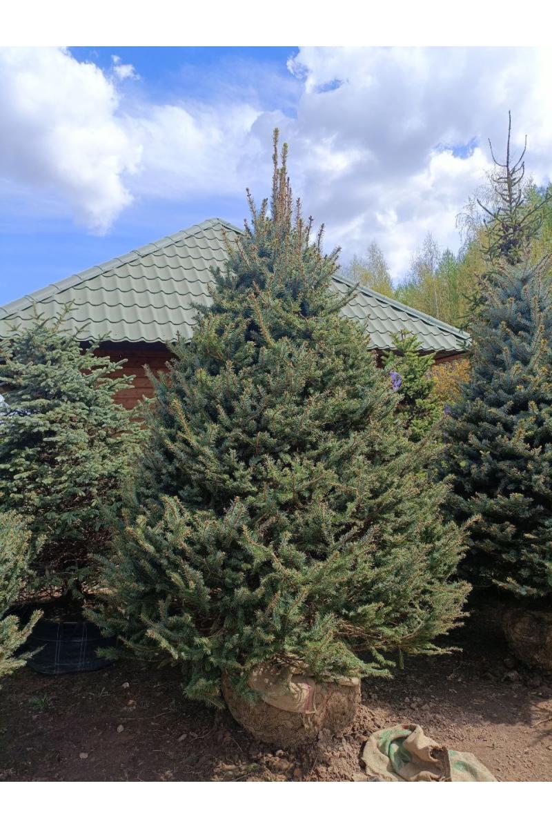 Ель колючая Костер (Koster)