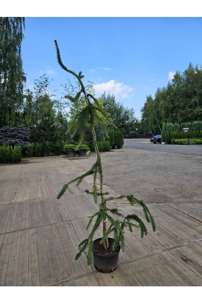 Ель обыкновенная Кранстони (Cranstonii)