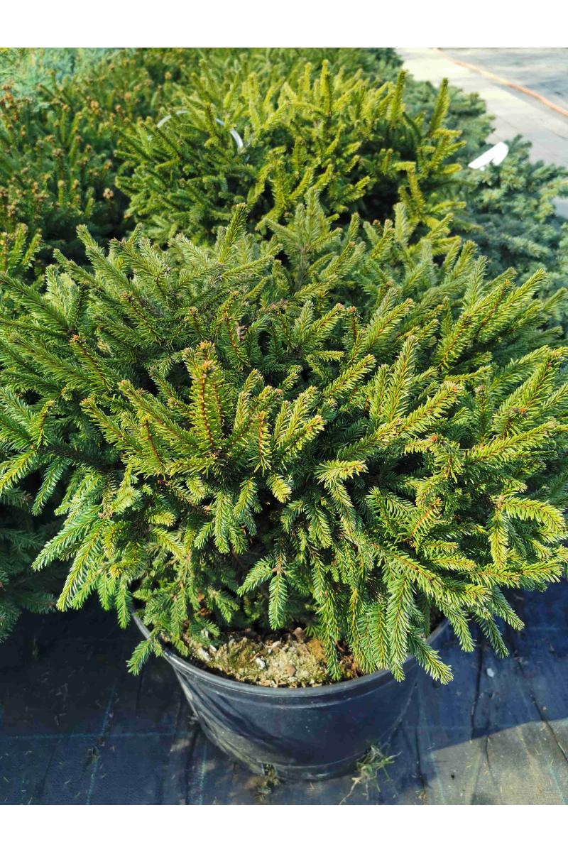 Ель обыкновенная Пумила Глаука (Pumila Glauca)