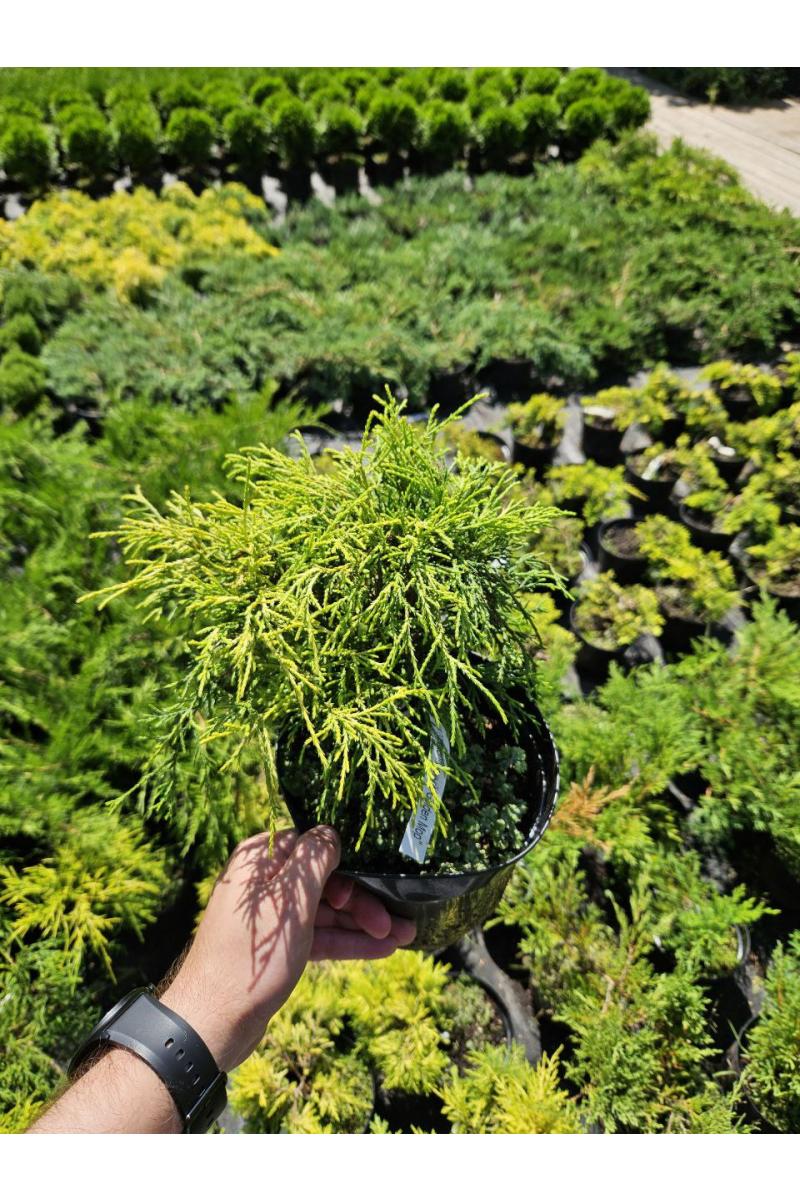 Кипарисовик горохоплодный Голден Моп (Golden Mop) Кипарисовик горохоплодный Голден Моп (Golden Mop)