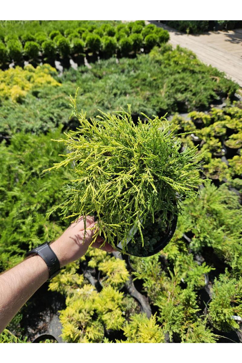 Кипарисовик горохоплодный Голден Моп (Golden Mop) Кипарисовик горохоплодный Голден Моп (Golden Mop)