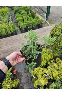 Можжевельник казацкий Рокери Джем (Rockery Gem)