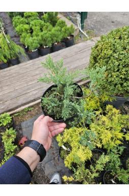 Можжевельник казацкий Рокери Джем (Rockery Gem)