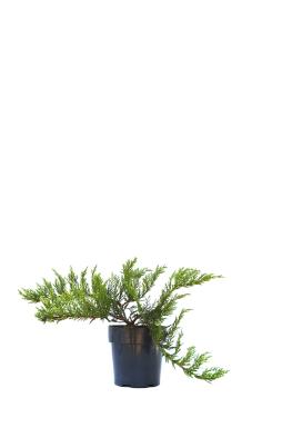 Можжевельник казацкий Рокери Джем (Rockery Gem)
