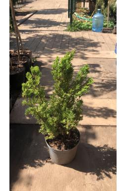 Можжевельник казацкий Вариегата (Variegata)
