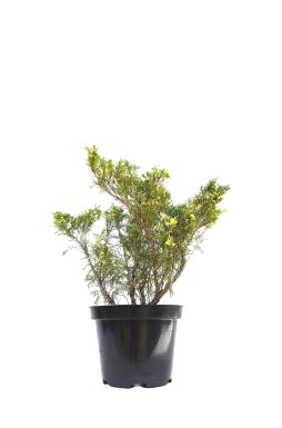 Можжевельник казацкий Вариегата (Variegata)