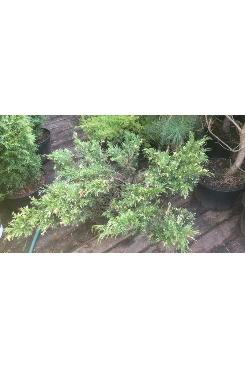 Можжевельник казацкий Вариегата (Variegata)