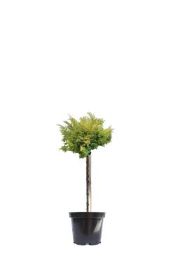 Можжевельник китайский Голд Ферн на штамбе (Gold Fern Pa)
