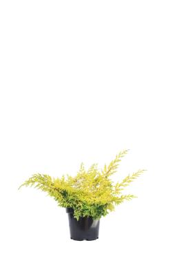 Можжевельник китайский Голд Ферн (Gold Fern)