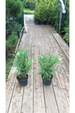 Можжевельник китайский Вариегата (Variegata)