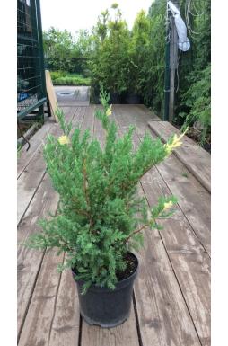 Можжевельник китайский Вариегата (Variegata)