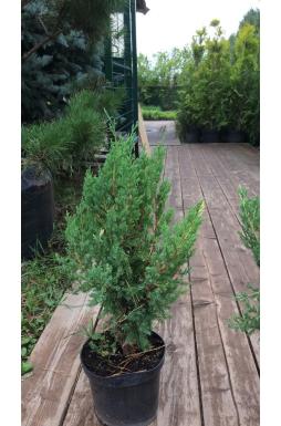 Можжевельник китайский Вариегата (Variegata)