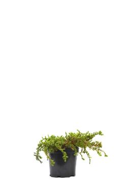 Можжевельник обыкновенный Гринмантл (Greenmantle)