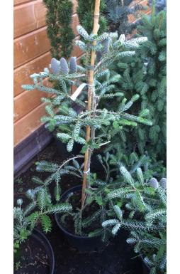 Пихта корейская Сильвер Стар (Silver Star)