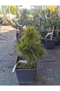 Сосна обыкновенная Глобоза Виридиз (Globosa Viridis)