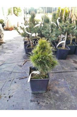 Сосна обыкновенная Глобоза Виридиз (Globosa Viridis)