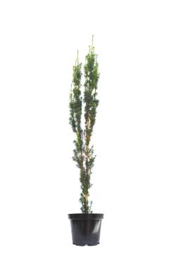 Тис средний Стрикта Виридис (Stricta Viridis)