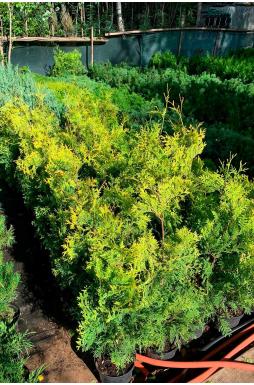 Туя западная Голден Брабант (Golden Brabant)