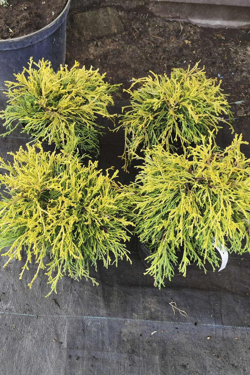 Кипарисовик горохоплодный Санголд (Sungold)