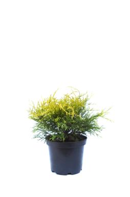 Кипарисовик горохоплодный Санголд (Sungold)