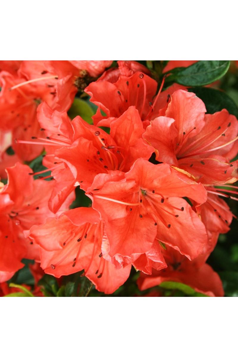 Азалия японская Гейша Оранж (Geisha Orange) Азалия японская Гейша Оранж (Geisha Orange)