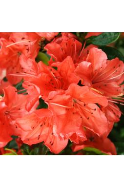 Азалия японская Гейша Оранж (Geisha Orange)