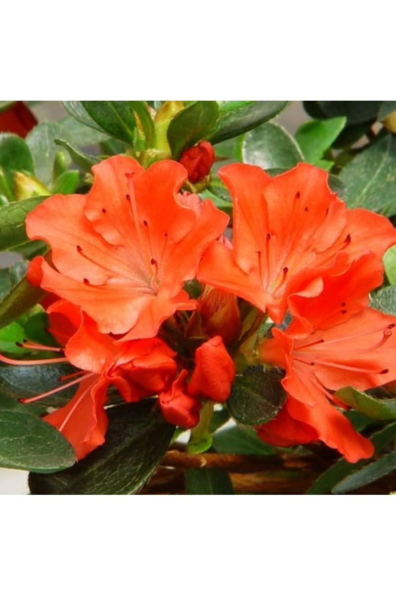 Азалия японская Гейша Оранж (Geisha Orange) Азалия японская Гейша Оранж (Geisha Orange)