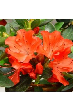 Азалия японская Гейша Оранж (Geisha Orange)
