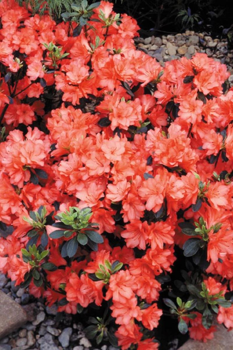 Азалия японская Гейша Оранж (Geisha Orange)