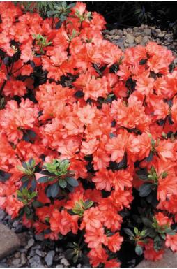 Азалия японская Гейша Оранж (Geisha Orange)