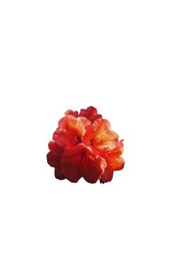 Азалия японская Гейша Оранж (Geisha Orange)