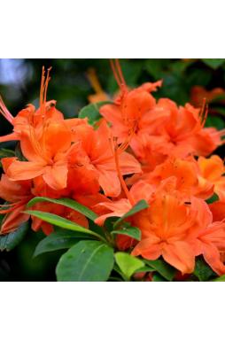 Азалия Спикс Оранж (Speaks Orange)