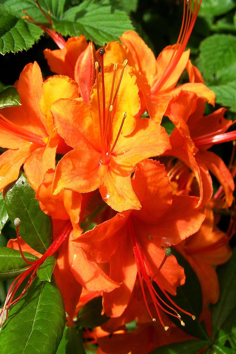 Азалия Спикс Оранж (Speaks Orange)