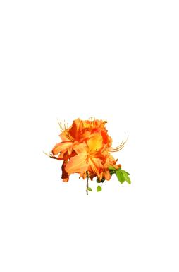 Азалия Спикс Оранж (Speaks Orange)