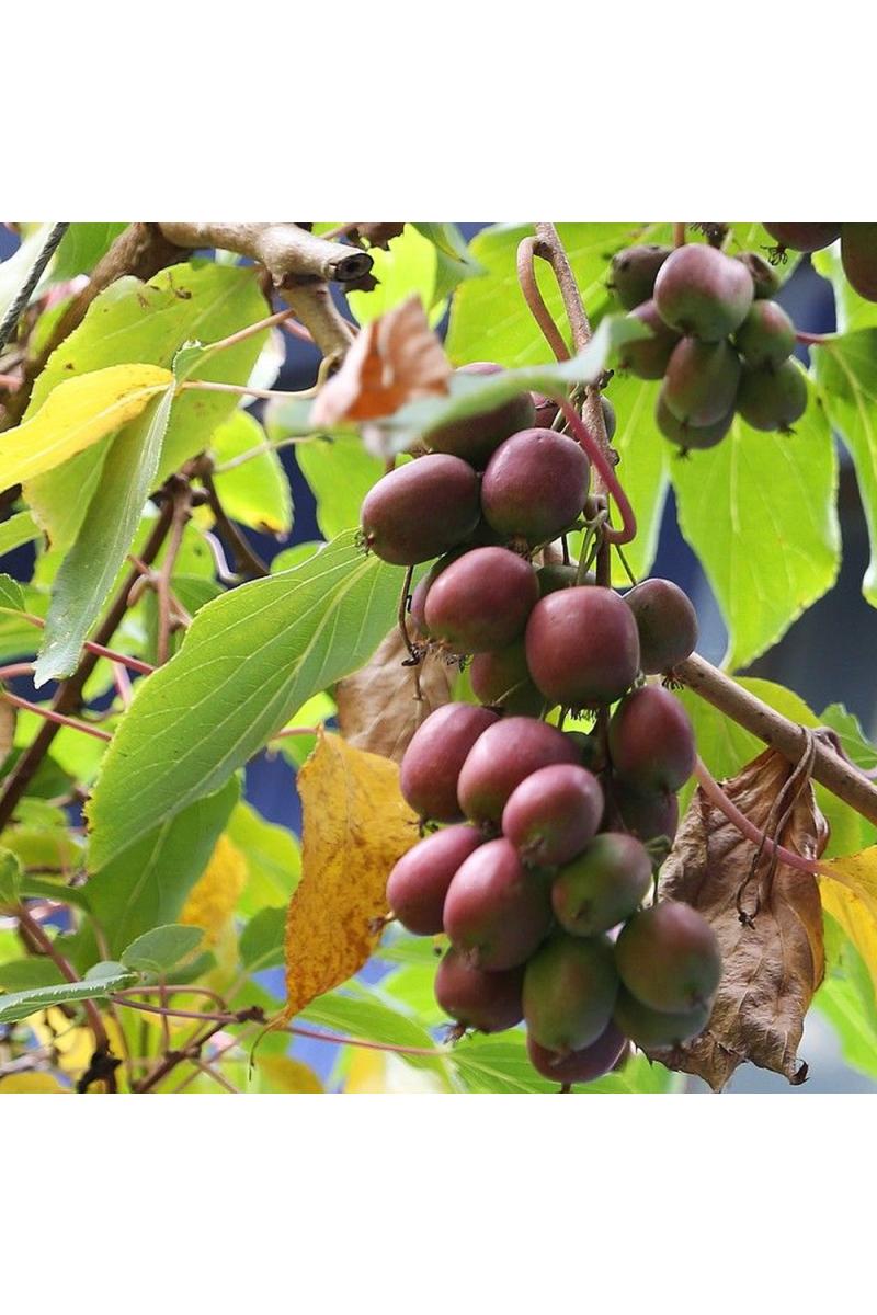 Актинидия остролистная Кенс Ред (Kens Red) Актинидия остролистная Кенс Ред (Kens Red)