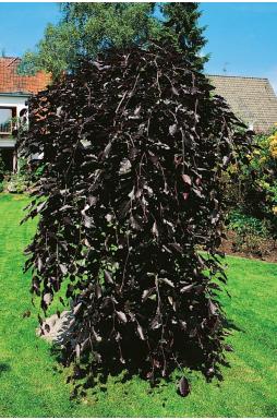 Бук лесной Пендула (Purpurea Pendula)