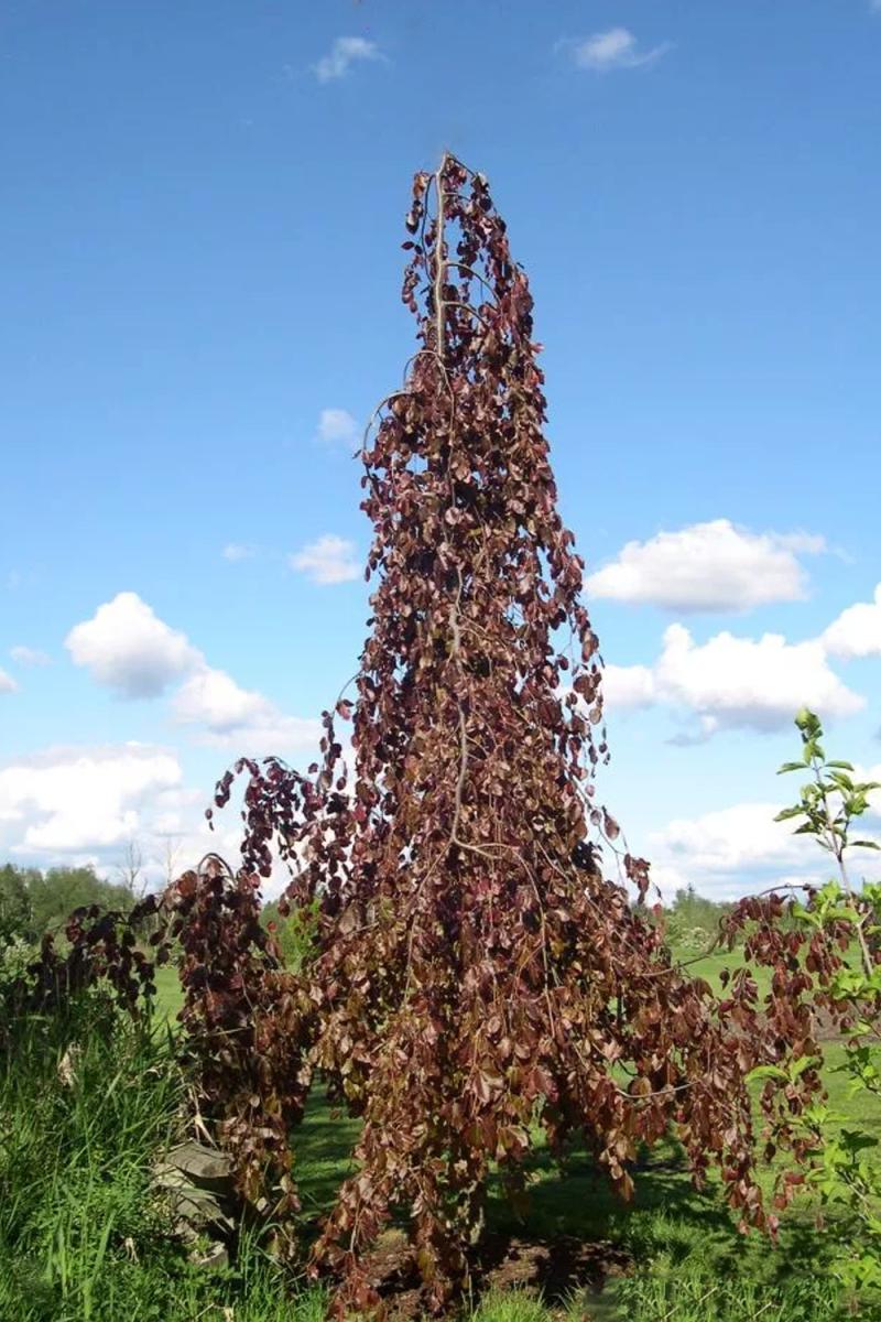 Бук лесной Пёрпл Фонтейн (Purple Fountain)