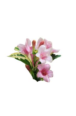 Вейгела цветущая Нана Вариегата (Nana Variegata)
