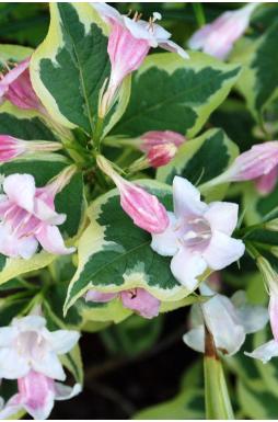 Вейгела цветущая Нана Вариегата (Nana Variegata)