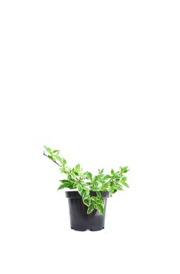 Вейгела цветущая Вариегата (Variegata)