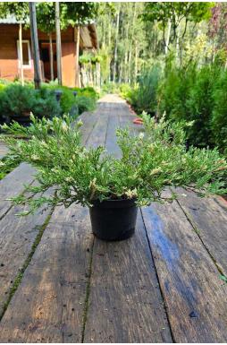 Можжевельник горизонтальный Андорра Вариегата (Andorra variegata)