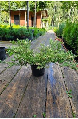 Можжевельник горизонтальный Андорра Вариегата (Andorra variegata)