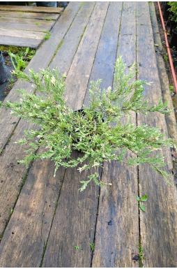 Можжевельник горизонтальный Андорра Вариегата (Andorra variegata)