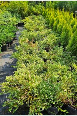 Можжевельник горизонтальный Андорра Вариегата (Andorra variegata)