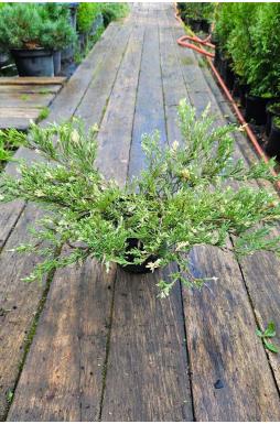 Можжевельник горизонтальный Андорра Вариегата (Andorra variegata)