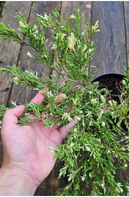 Можжевельник горизонтальный Андорра Вариегата (Andorra variegata)