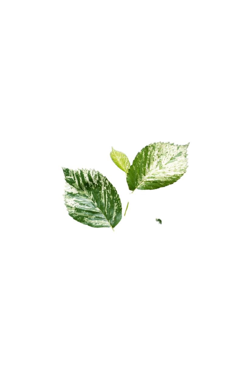 Вяз малый Аргентеовариегата на штамбе (Argenteovariegata Pa)
