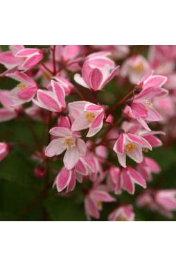 Дейция гибридная Юки Черри Блоссом (Yuki Cherry Blossom)